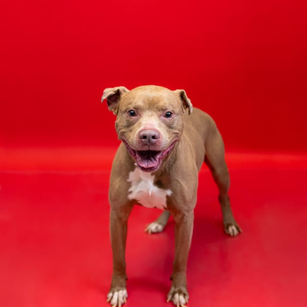 Photo of Remy, adoptable senior Pit Bull cross in Lawrenceville, Georgia