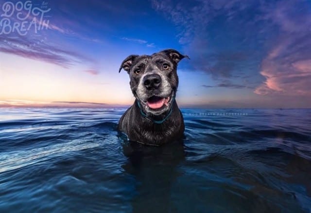 Photo of Myakka, adoptable senior dog in Palmetto, Florida