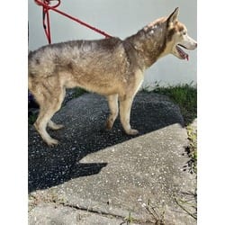 Photo of Apollo, adoptable senior Husky in Land O'Lakes, Florida