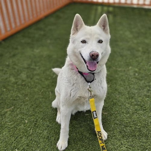 Photo of Daisy, adoptable senior Siberian Husky in Las Vegas, Nevada