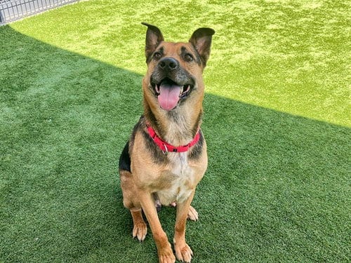Photo of Baker, adoptable senior German Shepherd Dog in Orange, California