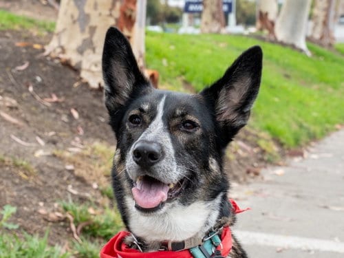 Photo of Cleo - Adopt Me, adoptable senior Shepherd in Lake Forest, California