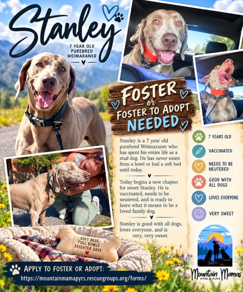 Photo of Stanley, adoptable senior Weimaraner in MIDWAY, Utah