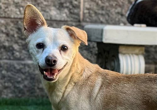 Photo of Austra, adoptable senior Chihuahua in Moreno Valley, California