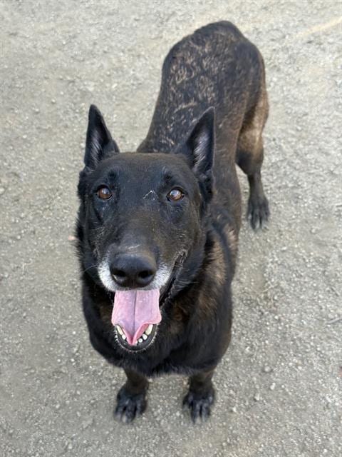 Photo of Spike, adoptable senior Belgian Shepherd Malinois in Riverside, California