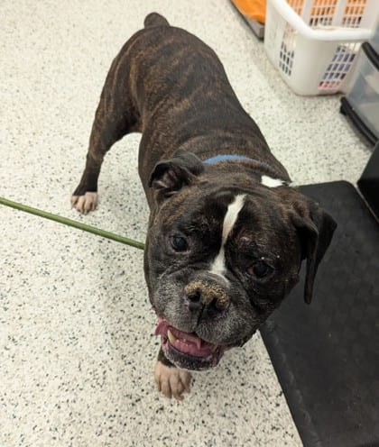 Photo of George, adoptable senior dog in Atlanta, Georgia