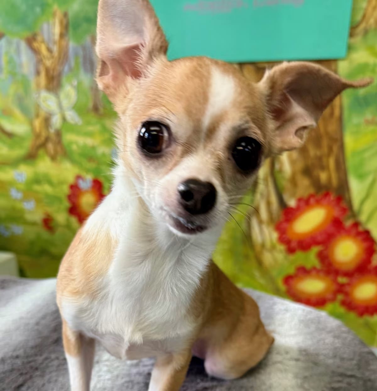 Photo of Peanut, adoptable senior Chihuahua in New York, New York