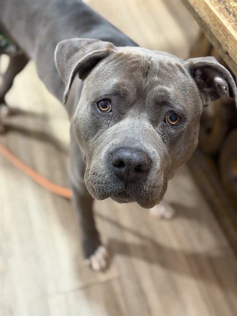 Photo of Kendra, adoptable senior Pit Bull Terrier in Albuquerque, New Mexico