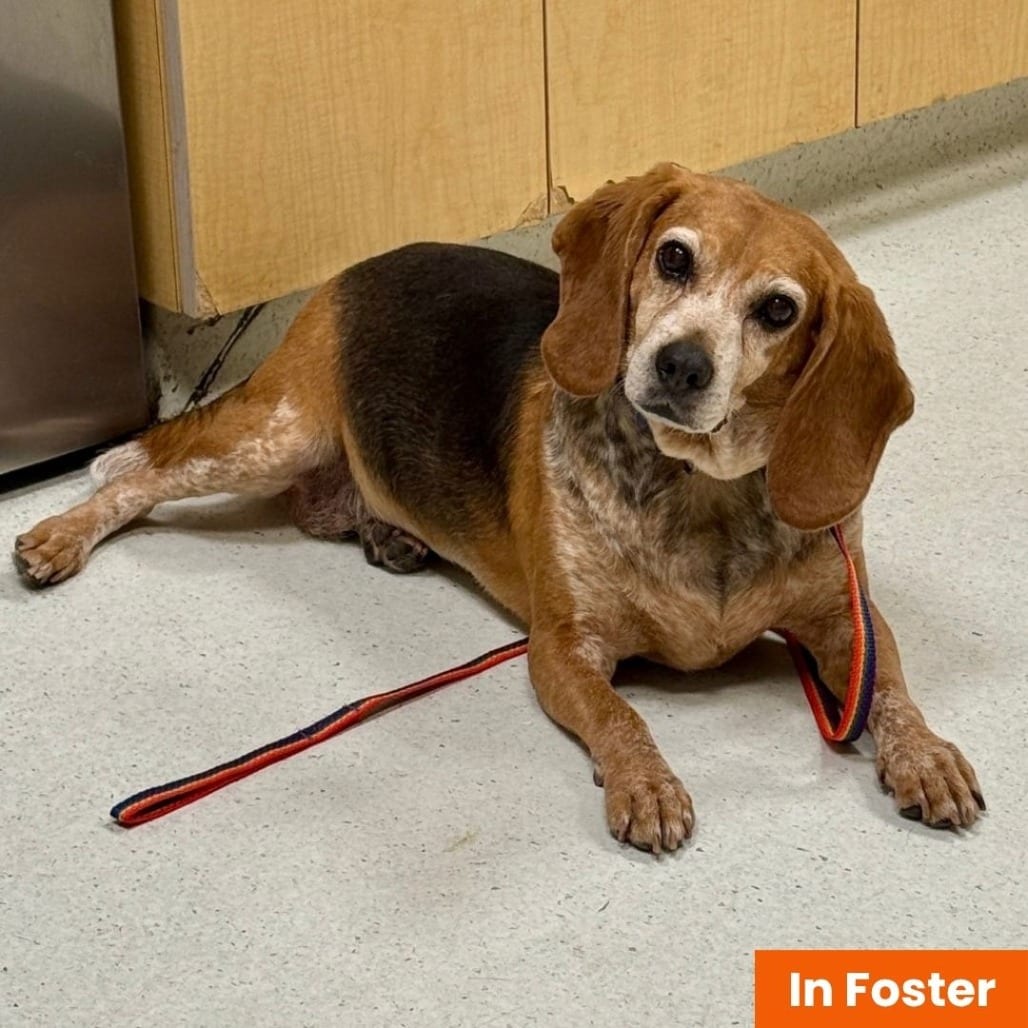 Photo of Puddin Tater, adoptable senior Beagle in Baltimore, Maryland