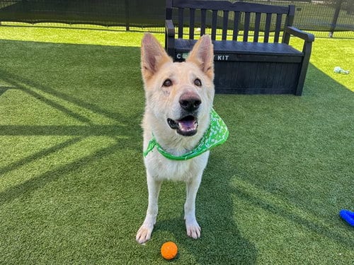Photo of Willard, adoptable senior German Shepherd Dog in Orange, California
