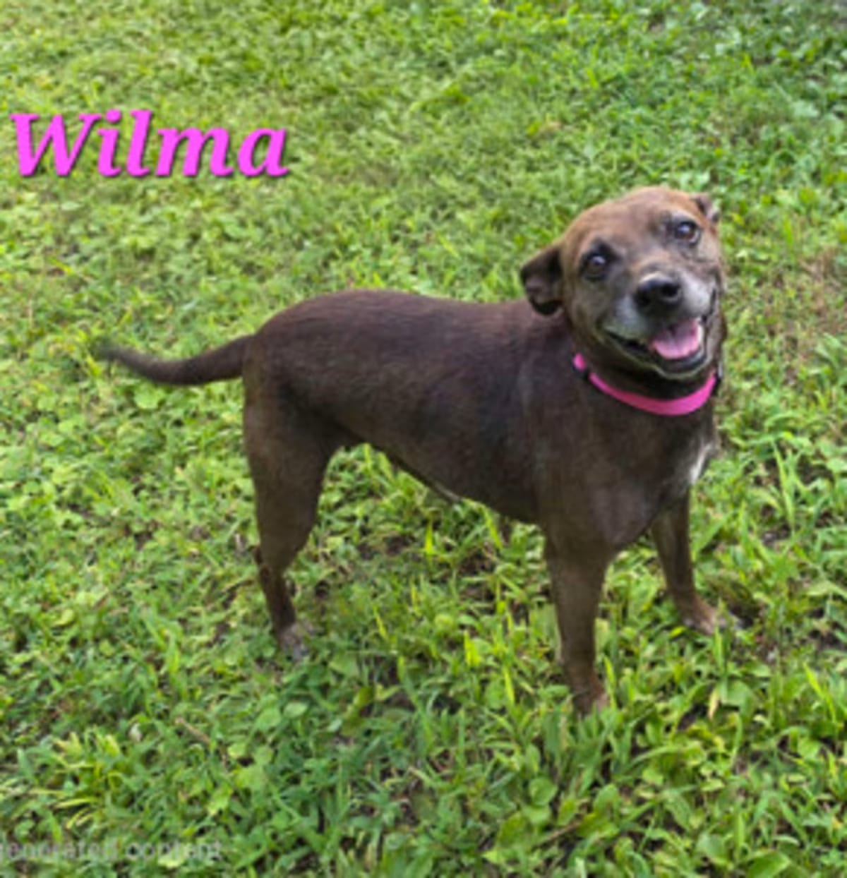 Photo of Wilma, adoptable senior Boxer Terrier (Unknown Type, Medium) in Medfield, Massachusetts