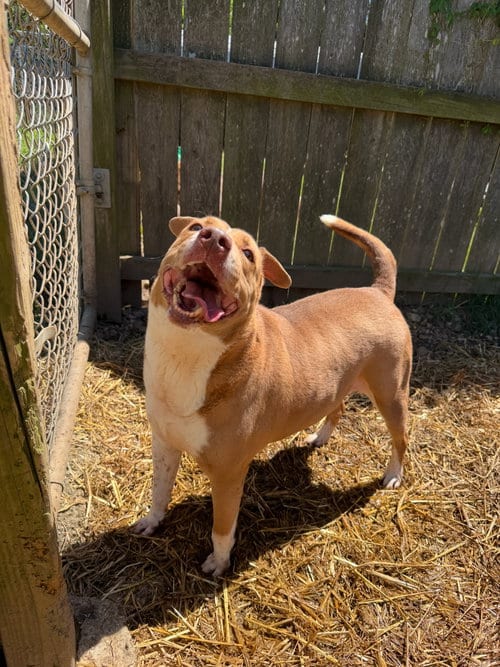 Photo of Hullaballu, adoptable senior American Staffordshire Terrier in Jackson, Mississippi