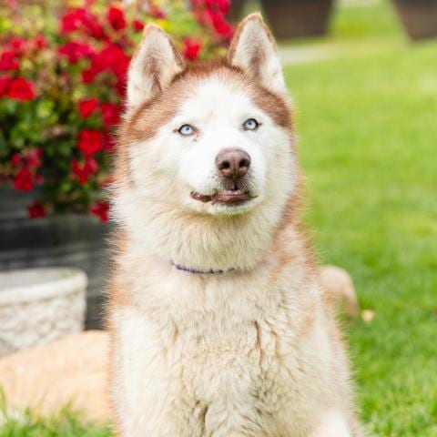 Photo of Archimedes, adoptable senior Siberian Husky in Camarillo, California