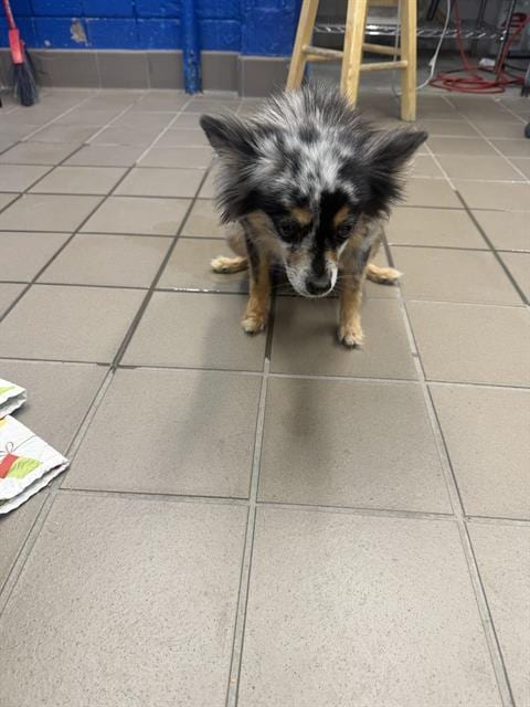 Photo of Cleopatra, adoptable senior Pomeranian in Albuquerque, New Mexico
