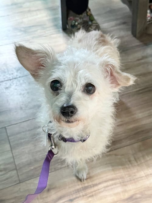 Photo of Peridot GREEN, adoptable senior Poodle (Miniature) in Pittsburg, California
