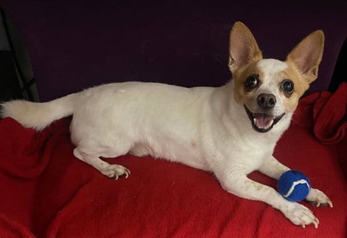Photo of Rocky, adoptable senior Chihuahua in San Francisco, California