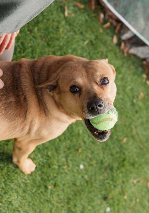 Crosby, adoptable senior Labrador Retriever in Mooresville, NC