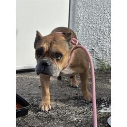 Photo of Chimi, adoptable senior American Bulldog in Doral, Florida