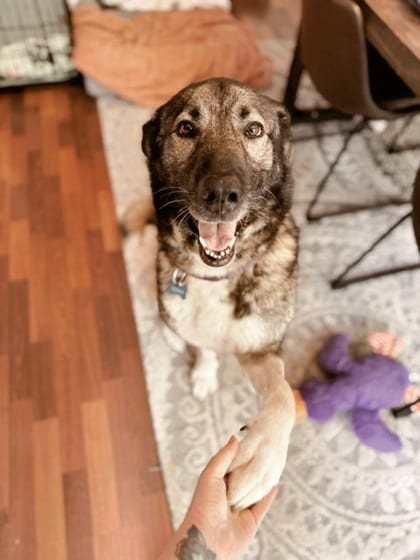 Photo of Kayla, adoptable senior dog in Atlanta, Georgia