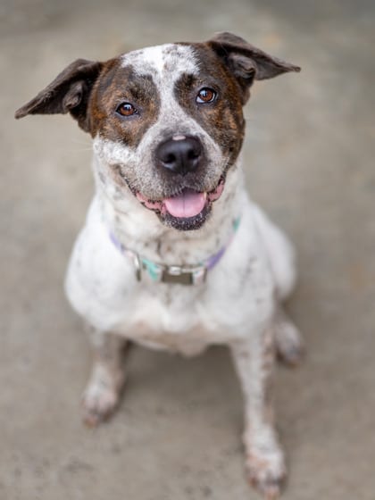 Photo of Khaleesi, adoptable senior dog in Chamblee, Georgia