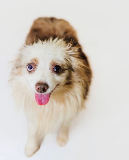 Photo of Kalee, adoptable senior Australian Shepherd in York, South Carolina
