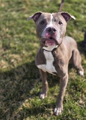Photo of Ping Pong, adoptable senior Pit Bull Terrier in Ogden, Utah