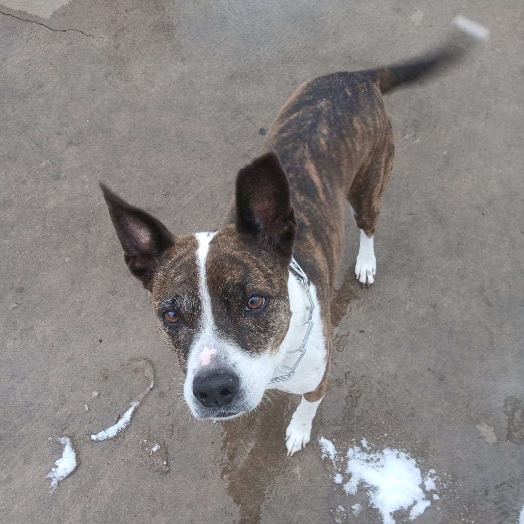 Photo of Buddy - Home to Home, adoptable senior Basenji / Terrier, American Pit Bull in South Elgin, Illinois
