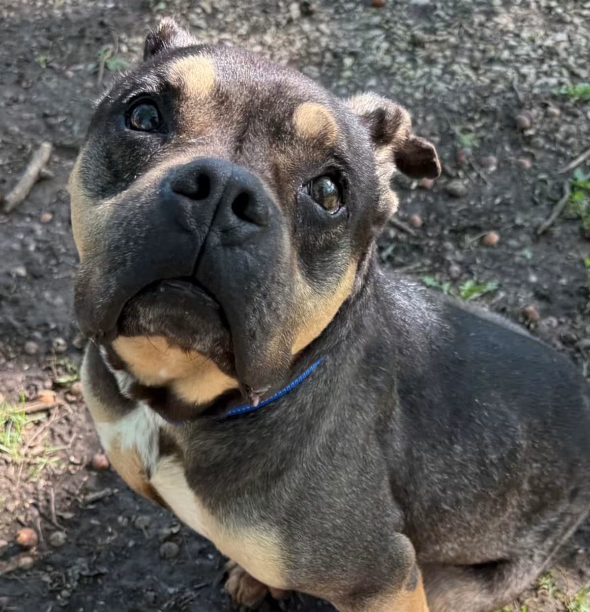 Photo of Alexander, adoptable senior Terrier (Unknown Type, Medium) in Kansas City, Missouri