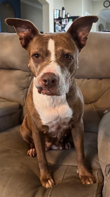 Photo of Lorna, adoptable senior Labrador Retriever in Rosenberg, Texas