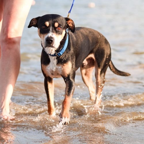 Photo of Beau, adoptable senior Terrier in Dallas, Texas