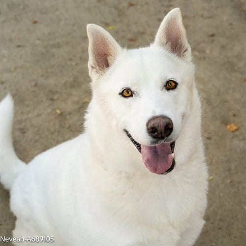 Photo of Neveah, adoptable senior Husky in Sacramento, California