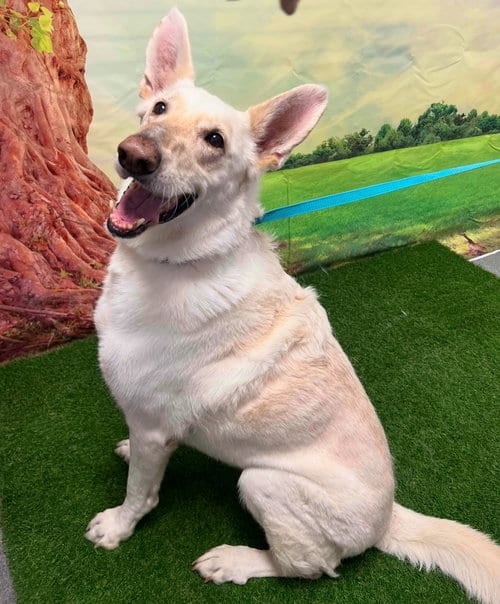 Photo of Presley, adoptable senior Shepherd in Euless, Texas