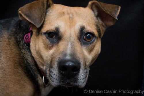 Allie, adoptable senior German Shepherd Dog in Pittstown, NJ