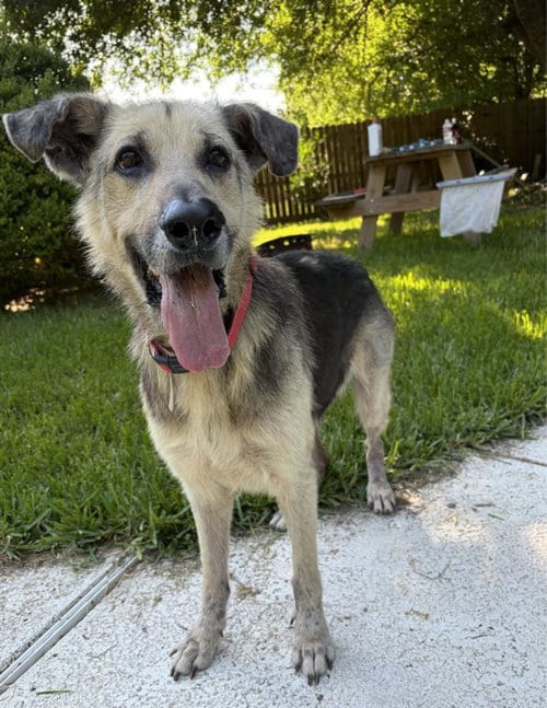 Photo of Ace, adoptable senior German Shepherd Dog in Houston, Texas