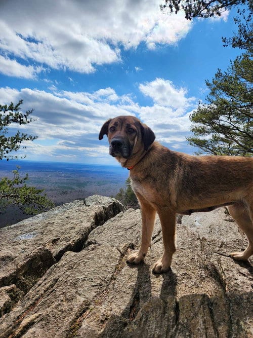 Photo of Cleo, adoptable senior Unknown breed in Shelburne, Vermont