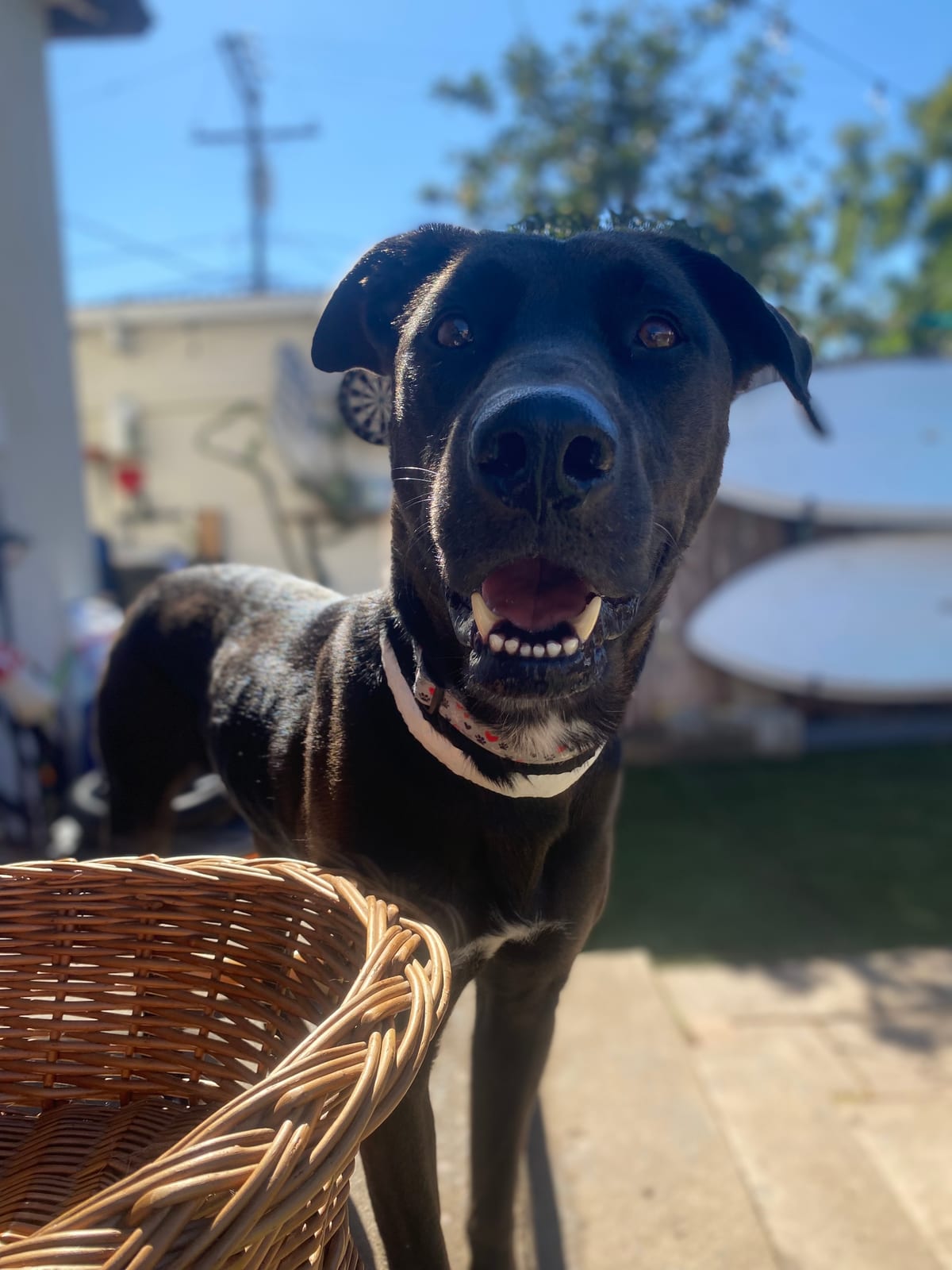 Photo of Britt, adoptable senior Labrador Retriever in San Diego, California