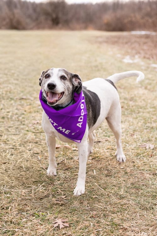 Photo of Skeeter, adoptable senior Beagle in Crete, Illinois