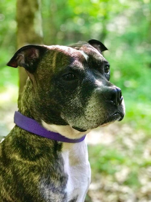 Photo of Dre, adoptable senior Boxer in New York, New York