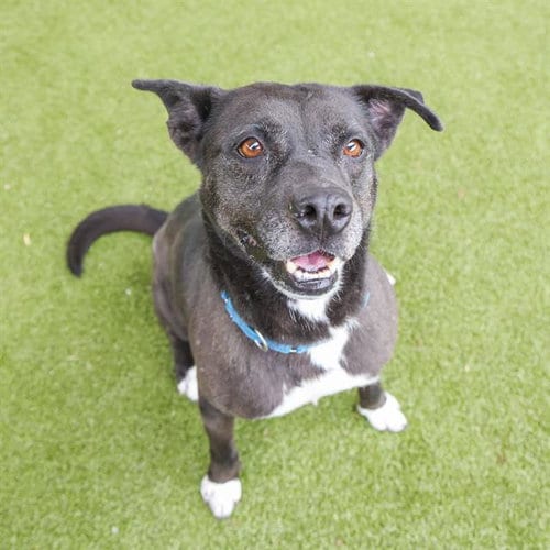 Photo of Shadow Shae, adoptable senior Labrador Retriever in Waco, Texas