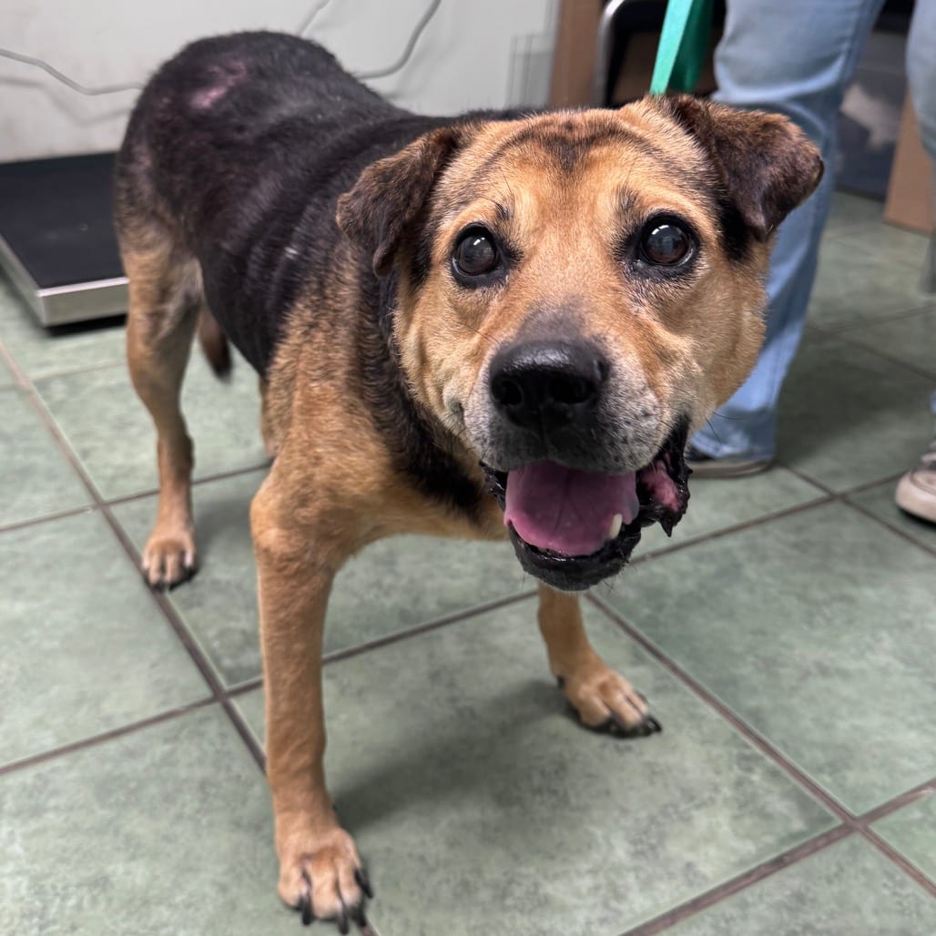 Photo of Arthur, adoptable senior Beagle / Shepherd in Staunton, Virginia