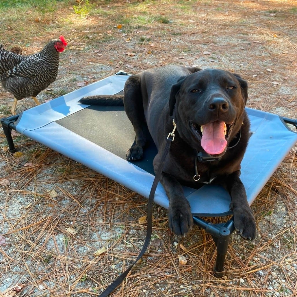 Photo of Koda, adoptable senior Retriever, Black Labrador in Hinesville, Georgia