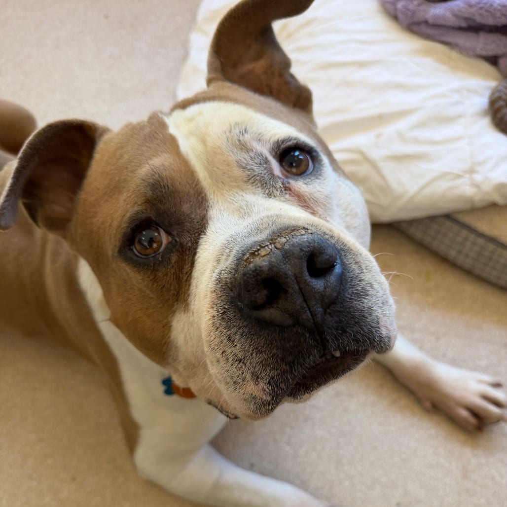 Photo of Rocky, adoptable senior Terrier, Staffordshire Bull / Mixed Breed (Large) in Kanab, Utah