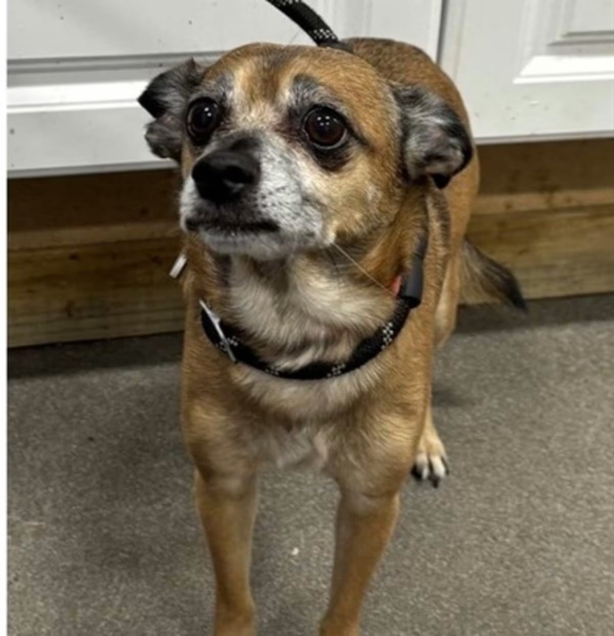 Photo of Nextel, adoptable senior Chihuahua in Baltimore, Maryland