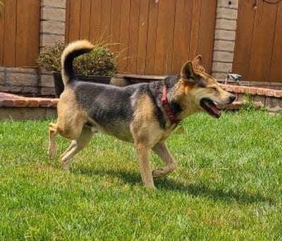 Rascal, adoptable senior Shepherd in Ventura, CA