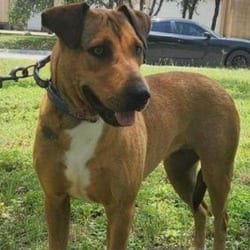 Photo of Rosalyn JuM, adoptable senior Shepherd (Unknown Type) Mixed Breed (Medium) in Richfield, Minnesota