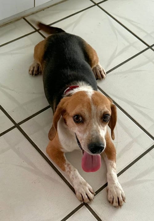 Photo of Puck, adoptable senior Beagle in Dunnellon, Florida