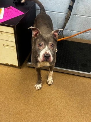 Photo of Doughboy, adoptable senior dog in Chamblee, Georgia