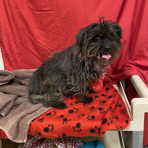 Photo of Quincy, adoptable senior Cairn Terrier in Modesto, California