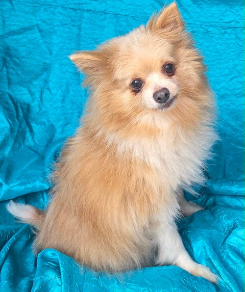 Photo of Gabe, adoptable senior Pomeranian in Cuba, New York