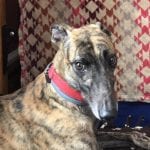 Photo of Super Running, adoptable senior Greyhound in Grandville, Michigan